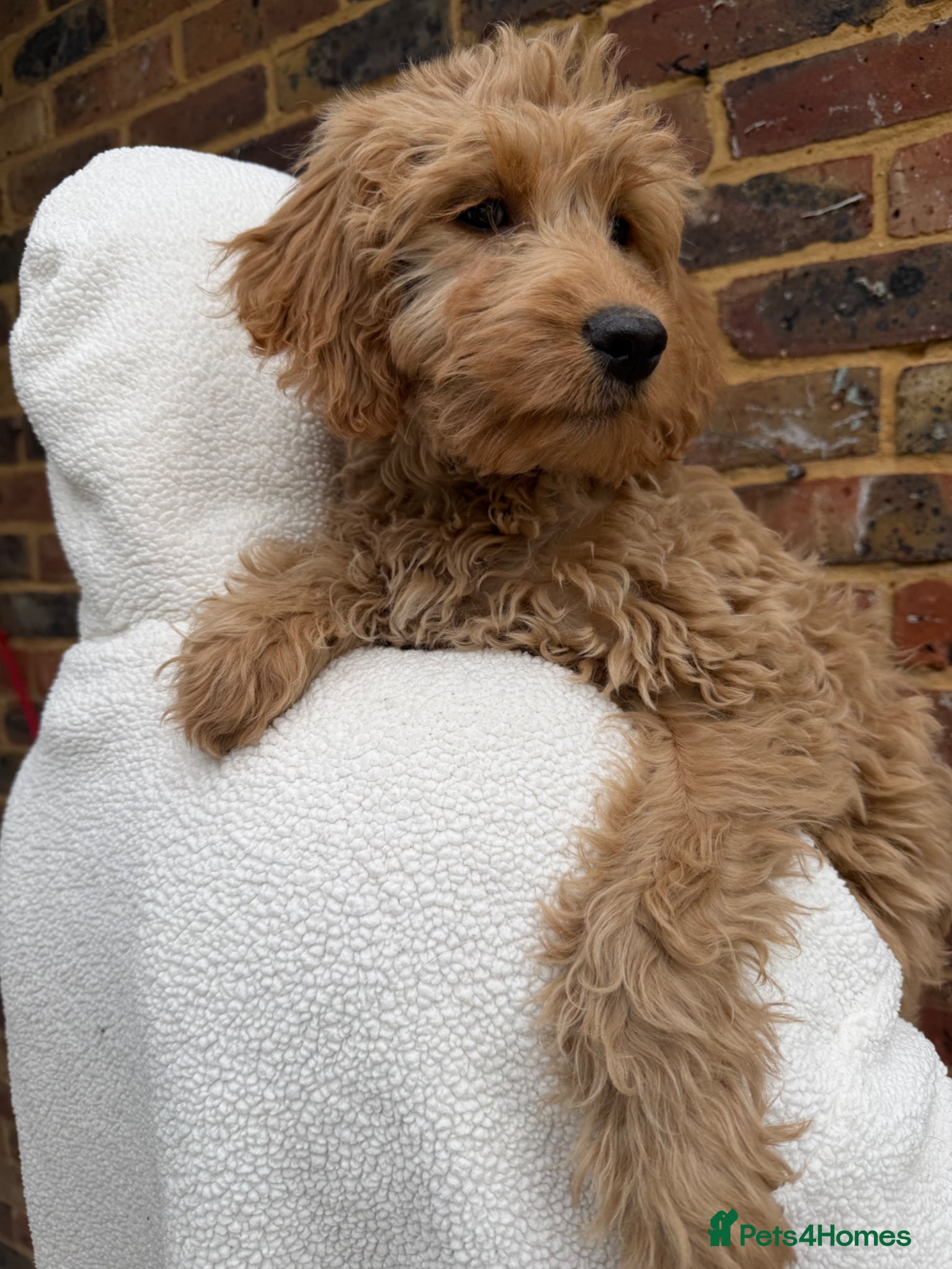 Labradoodle dogs Labradoodle  - Advert 1