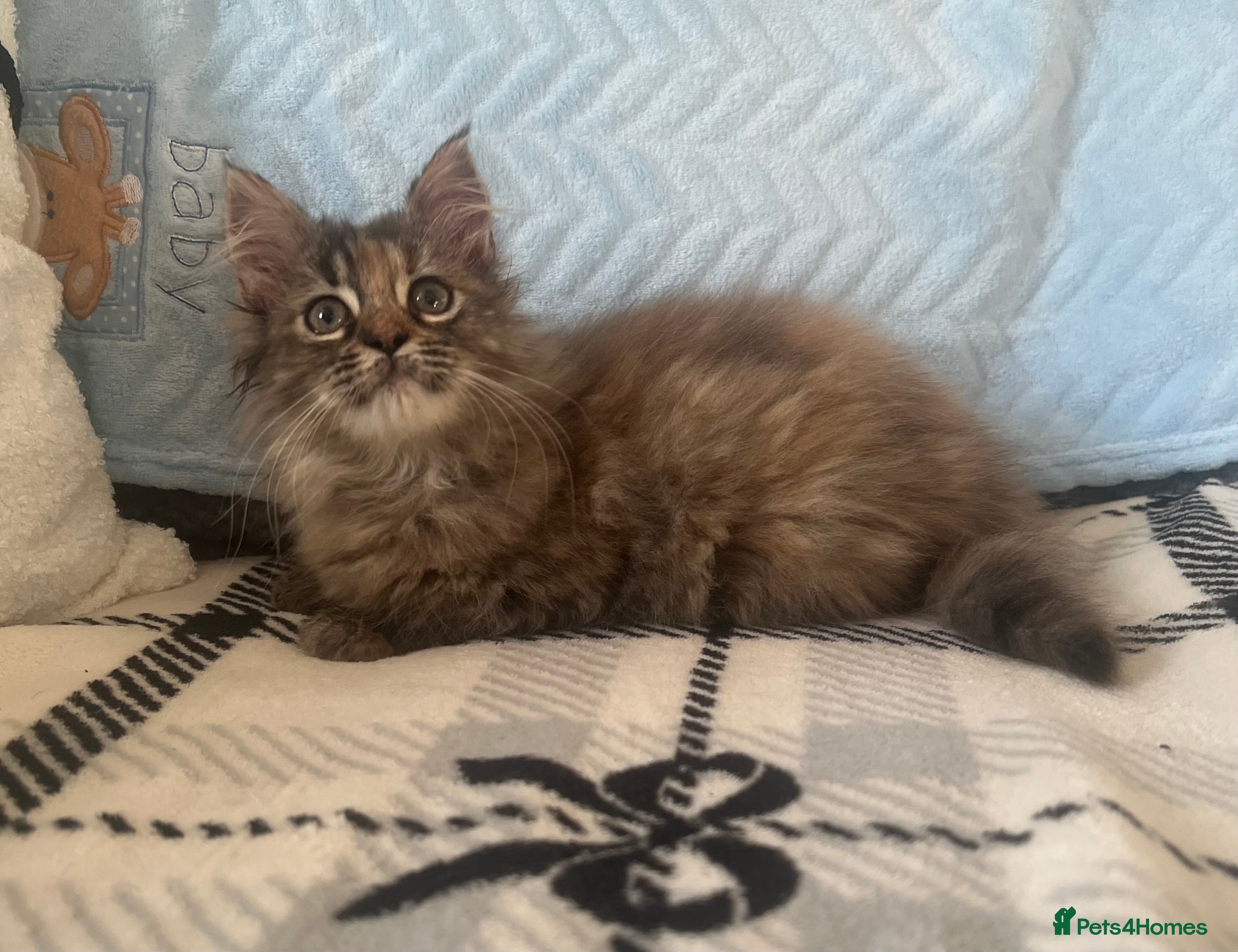 Maine Coon cats Maine Coon female kitten - Advert 6