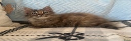 Maine Coon cats for sale: Maine Coon female kitten - Advert 1