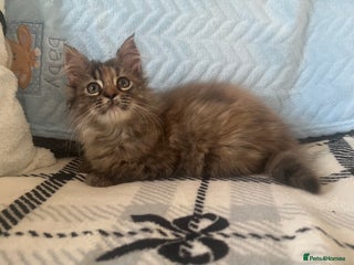 Maine Coon cats Maine Coon female kitten - Advert 5