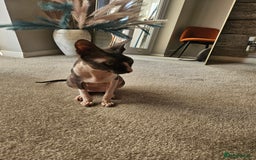 Sphynx cats for sale: Female Don sphynx cat for sale  - Image 5