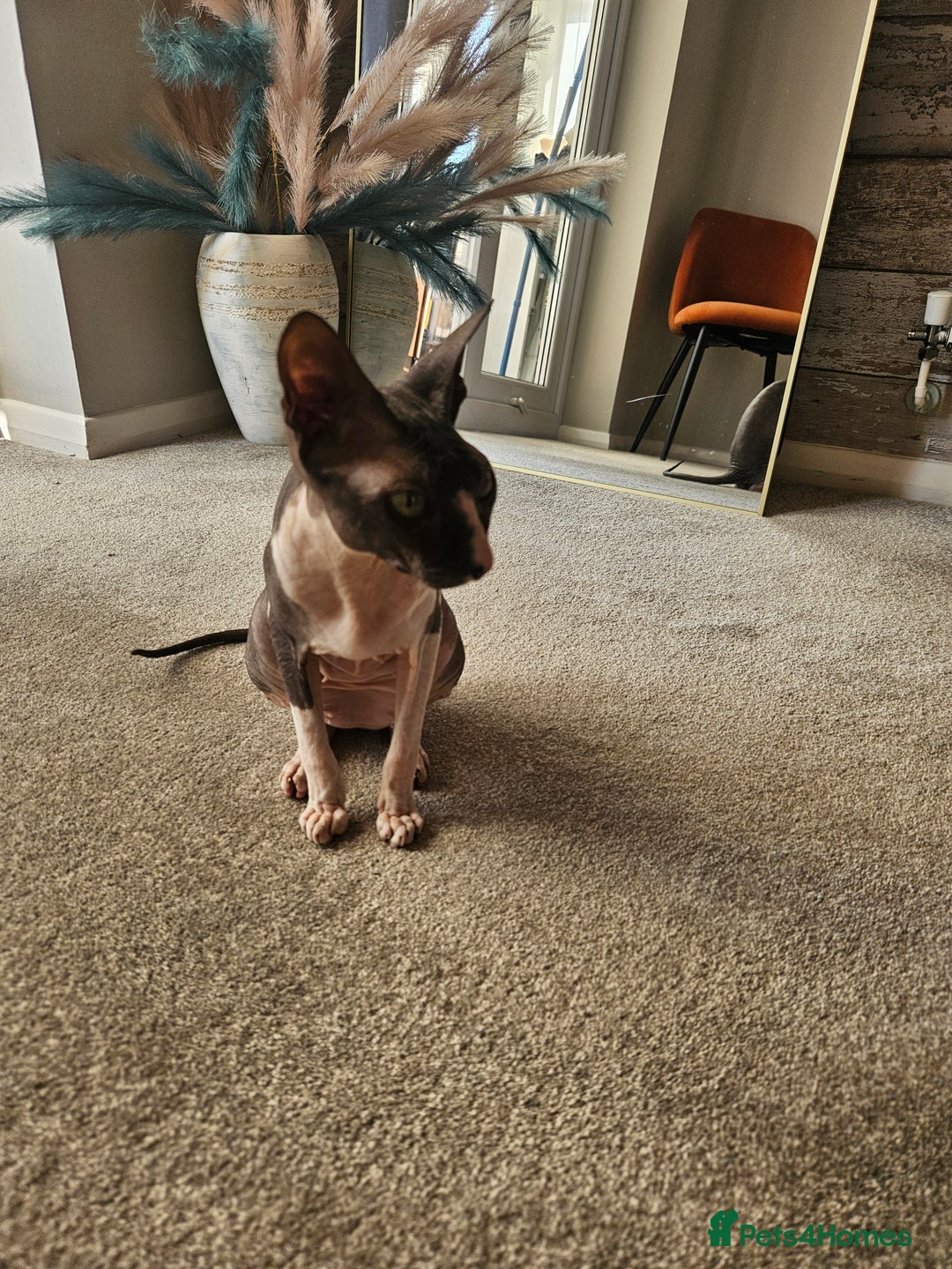 Sphynx cats for sale: Female Don sphynx cat for sale  - Image 5