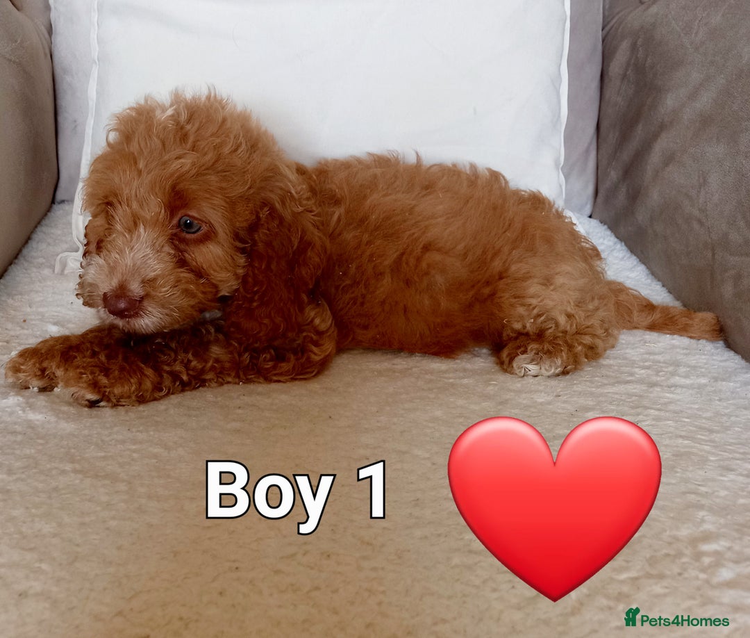 Cockapoo dogs for sale: Beautiful Green eyed, f1 cockerpoos - Image 2