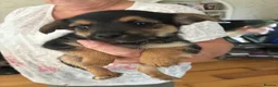 Mixed Breed dogs for sale: 5 cross breed puppies  - Advert 3