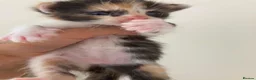 Mixed Breed cats for sale: 2 Beautiful Girls Left in Dover - Advert 10