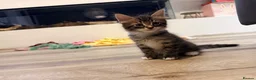 Mixed Breed cats for sale: Beautiful Ragdoll x Maine Coon Kittens  - Advert 6