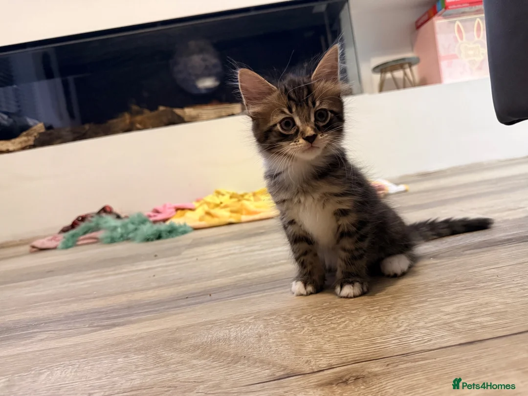 Mixed Breed cats for sale: Beautiful Ragdoll x Maine Coon Kittens  - Advert 6