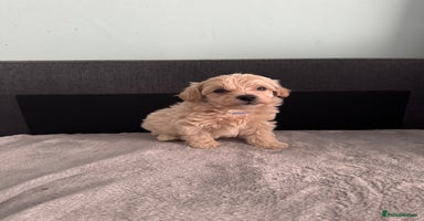Maltipoo dogs - Advert 15