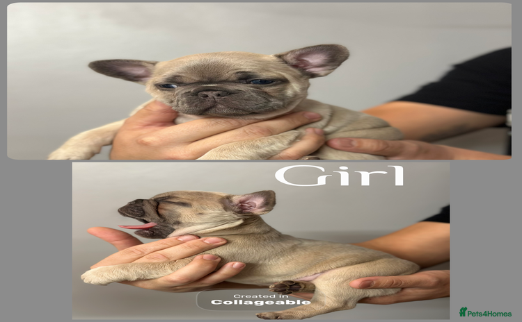 French Bulldog dogs 4 Beautiful Girl Frenchie's  - Advert 16
