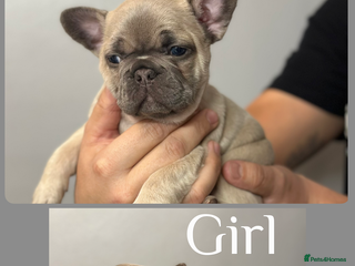 French Bulldog dogs 4 Beautiful Girl Frenchie's - Advert 16