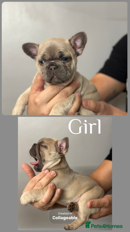 French Bulldog dogs 4 Beautiful Girl Frenchie's - Advert 16