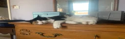 Mixed Breed cats for sale: Beautiful Kittens Seeking Loving Forever Homes  - Advert 3