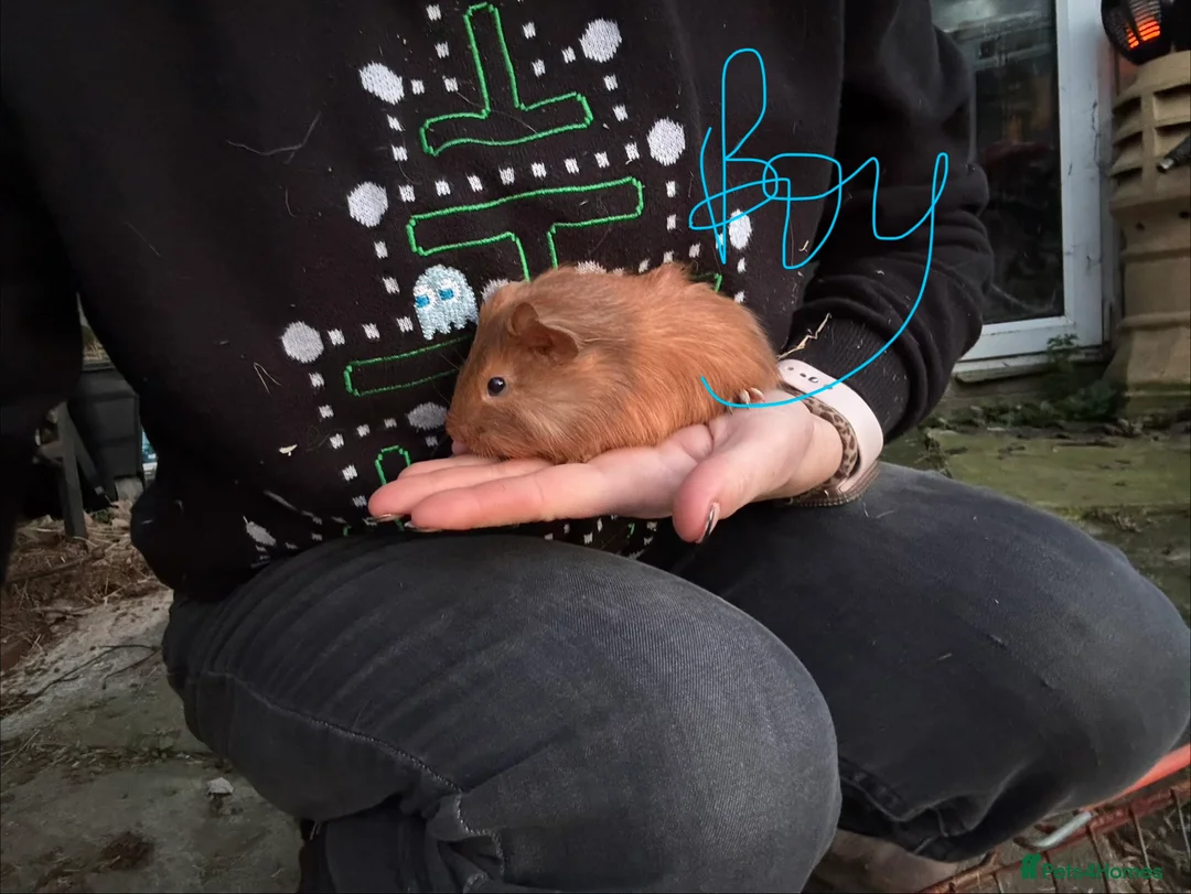 Guinea Pig rodents for sale: 3 baby boys 1 adult boy guinea pigs - Advert 3