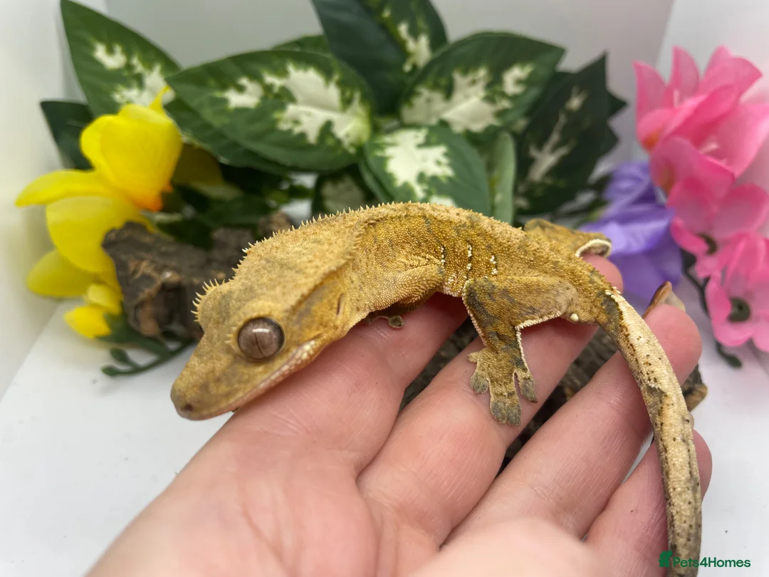 Gecko reptiles for sale: Crested gecko  in Bath - Advert 3