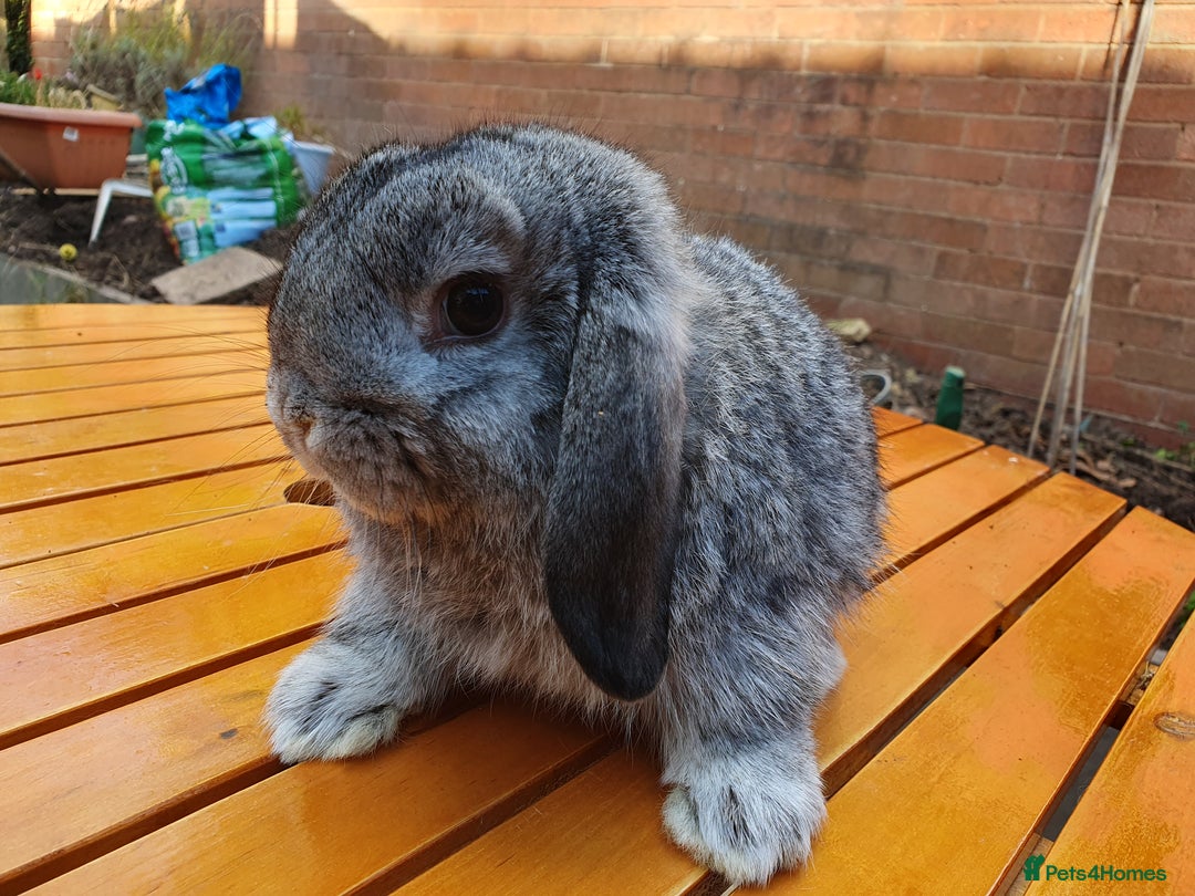 Mini Lop rabbits for sale: Friendly baby rabbits VacRHD2 YURVAC - Image 6