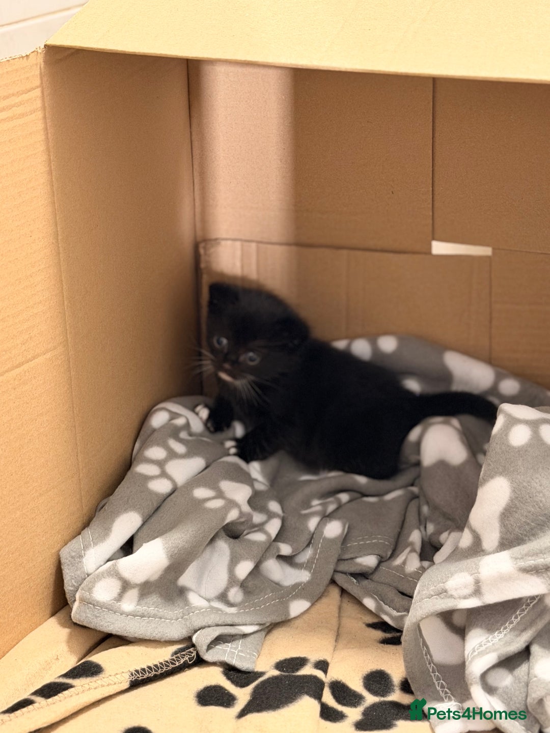 Domestic Shorthair cats for sale: 3 baby kittens ready for  **  eve - Advert 11