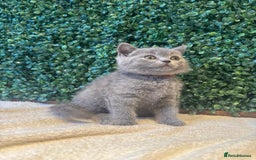 British Shorthair cats for sale: 💕British Shorthair Blue Kittens💕 - Image 22