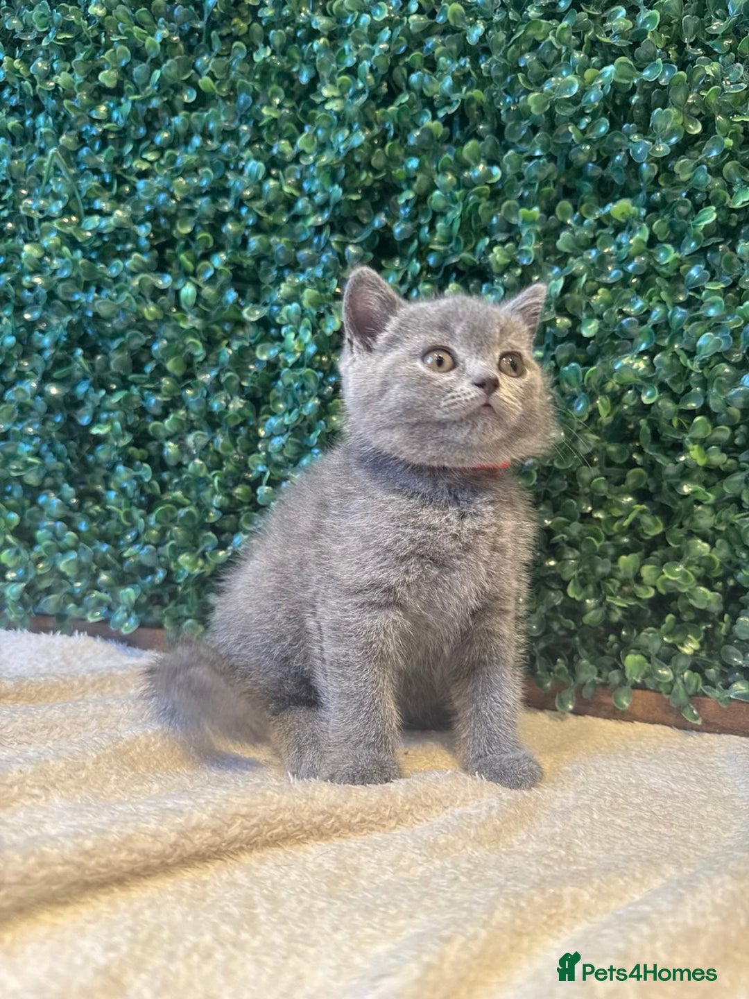 British Shorthair cats for sale: 💕British Shorthair Blue Kittens💕 - Image 22
