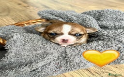 Chihuahua dogs for sale: 6 Gorgeous Chihuahua Puppies 🐶💙🩷🩷🩷🩷💙  - Image 12