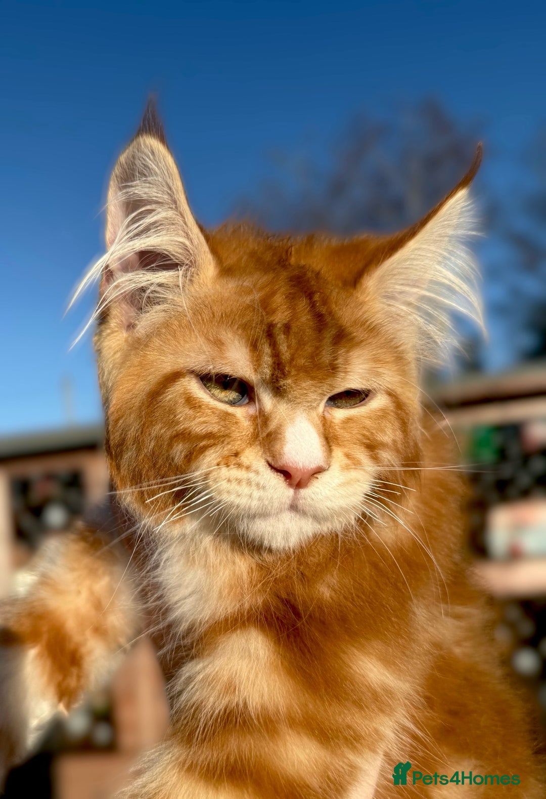 Maine Coon cats for sale: ANDERPRIDE KITTENS READY TO LEAVE NOW TICA !  - Advert 11