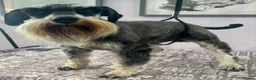 Miniature Schnauzer dogs for sale: Beautiful boy - Advert 3