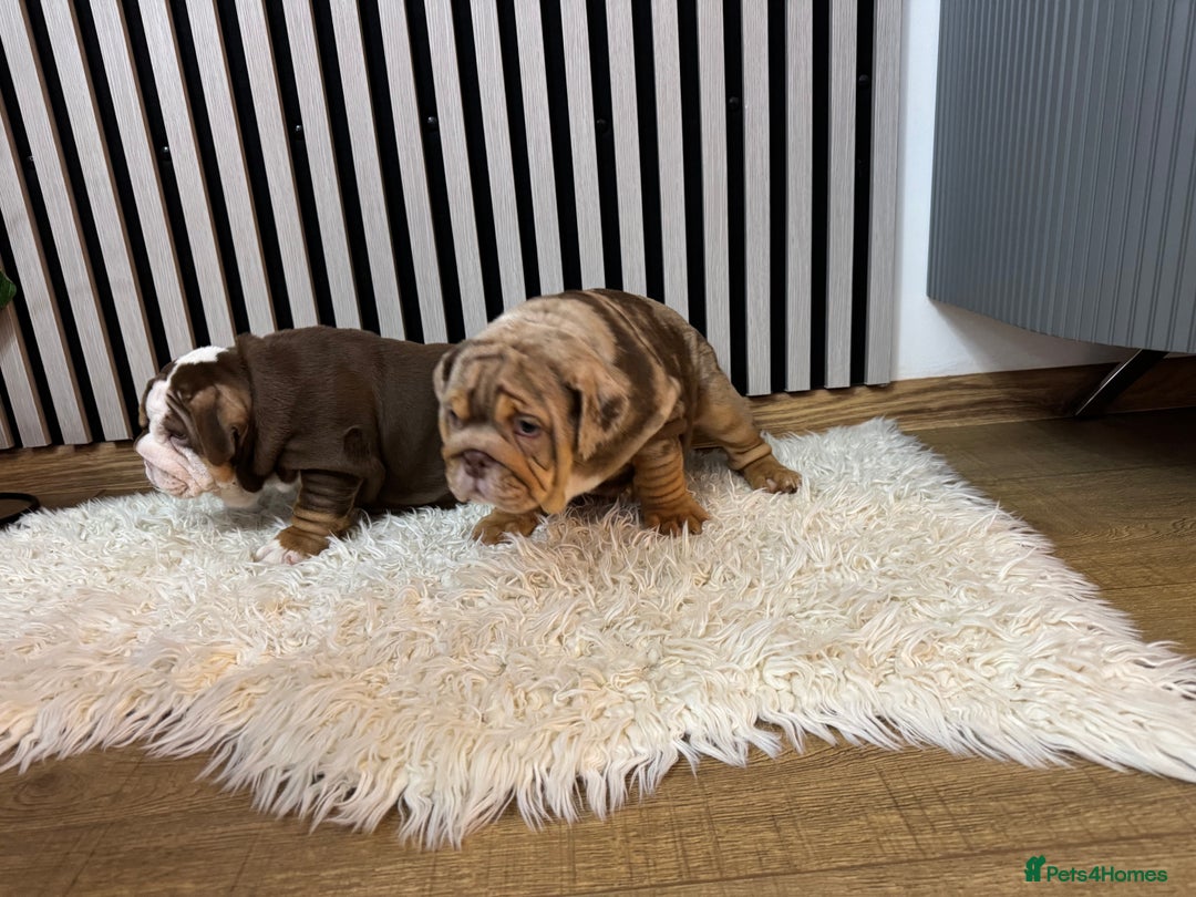 English Bulldog dogs for sale: Our girls looking for a warm sofa and full love ❤️ - Advert 5