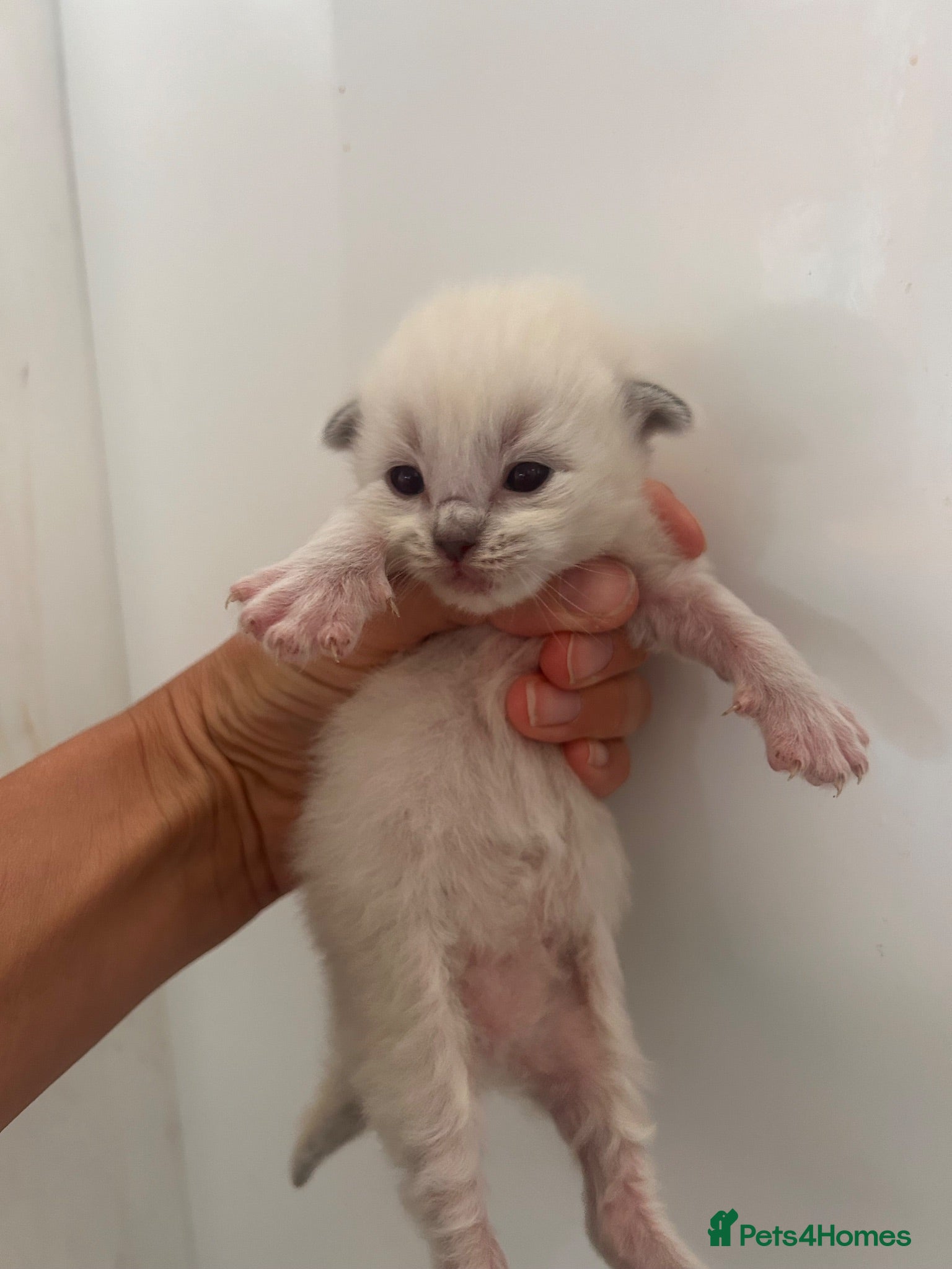 Ragdoll cats Beautiful ragdolls 5* - Advert 2