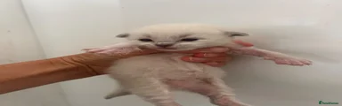Wilbur