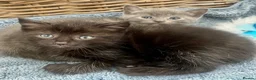 Ragdoll cats for sale: Super affectionate calm well handled ragdoll x boy - Advert 10