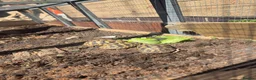 Hermann Tortoise reptiles for sale: 3x 1 year old Hermann tortoises - Advert 2