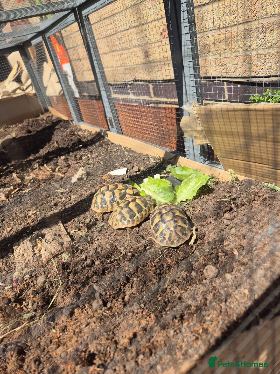 Hermann Tortoise reptiles for sale: 3x 1 year old Hermann tortoises - Advert 2