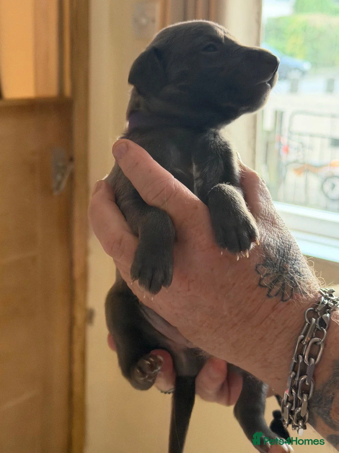 Whippet dogs for sale: STUNNING KC REG WHIPPETS  - Advert 2