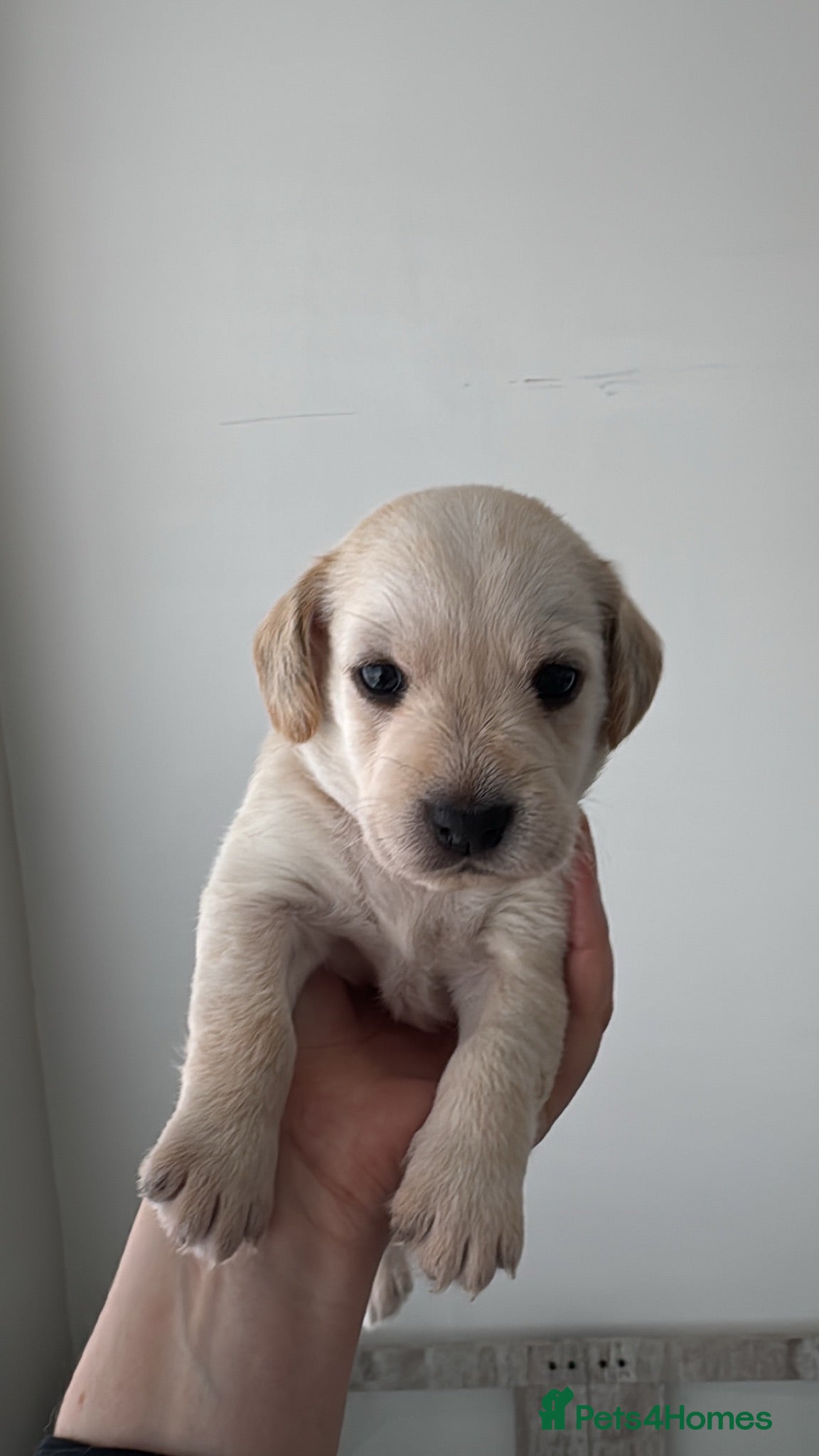 Mixed Breed dogs Cocker X Westie  - Advert 14