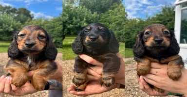 Miniature Dachshund dogs - Advert 4