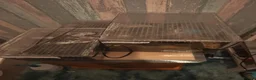 Tarantulas invertebrates for sale: Goliath bird eater (blondi) B Black, D Purple  in Durham - Advert 6