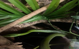 Rat Snake reptiles for sale: Stunning male rhino ratsnake  - Image 6