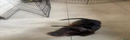 Dachshund dogs for sale: Teckel Dachshund looking for loving home - Advert 3