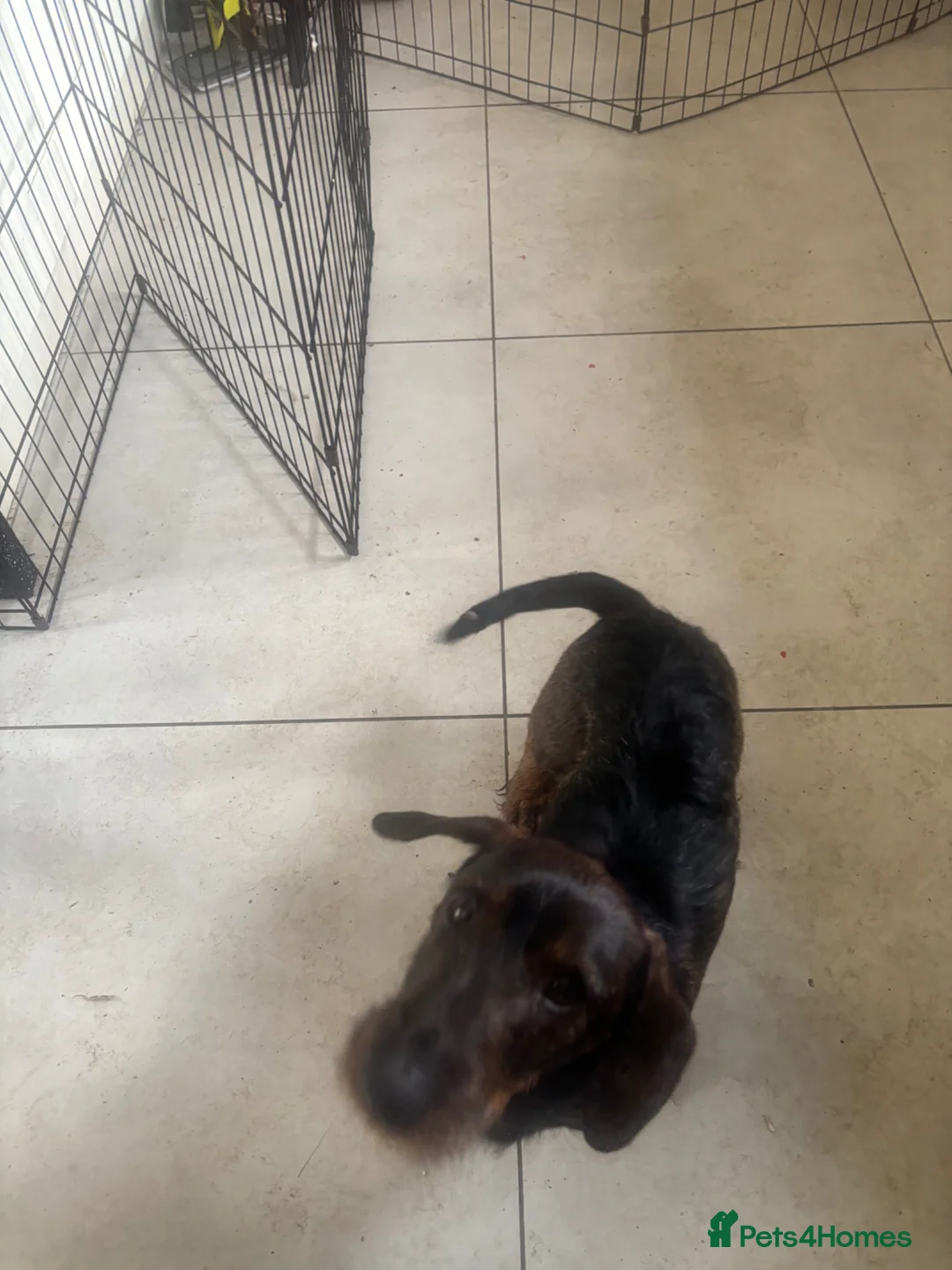 Dachshund dogs for sale: Teckel Dachshund looking for loving home - Advert 3