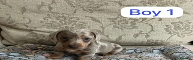 Miniature Dachshund Puppy 1