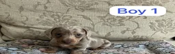 Miniature Dachshund dogs for sale: Gorgeous Miniature Dachshund Puppies  - Advert 5