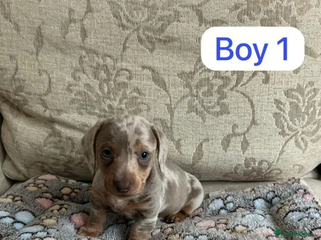 Miniature Dachshund dogs for sale: Gorgeous Miniature Dachshund Puppies  - Advert 5