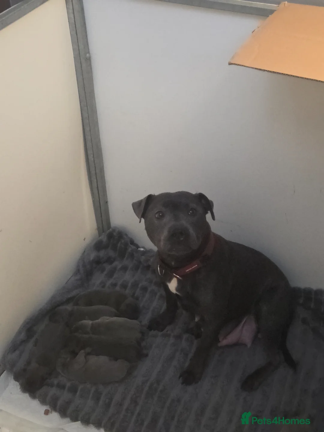 Staffordshire Bull Terrier dogs for sale: ROYAL REGIMENT GIRLS KC REGISTERED - Advert 9