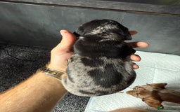 Miniature Dachshund dogs for sale: Miniature Dachshund puppies KC Reg Health tested - Image 17