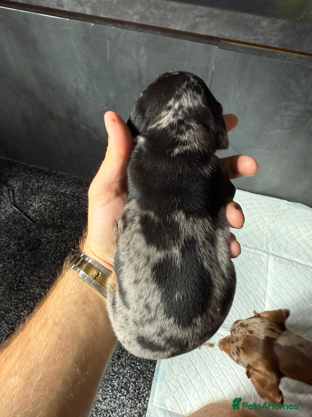 Miniature Dachshund dogs for sale: Miniature Dachshund puppies KC Reg Health tested - Image 17