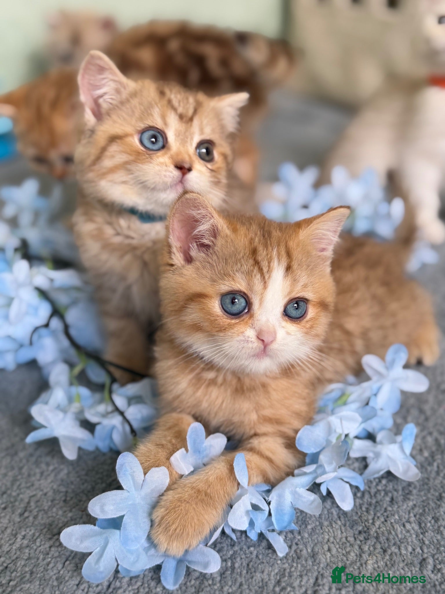 British Shorthair cats British sh odd/blue eyed adorable kittens GCCF  - Advert 5