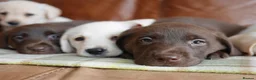Labrador Retriever dogs for sale: Stunning Health Tested Labrador Puppies - Advert 12