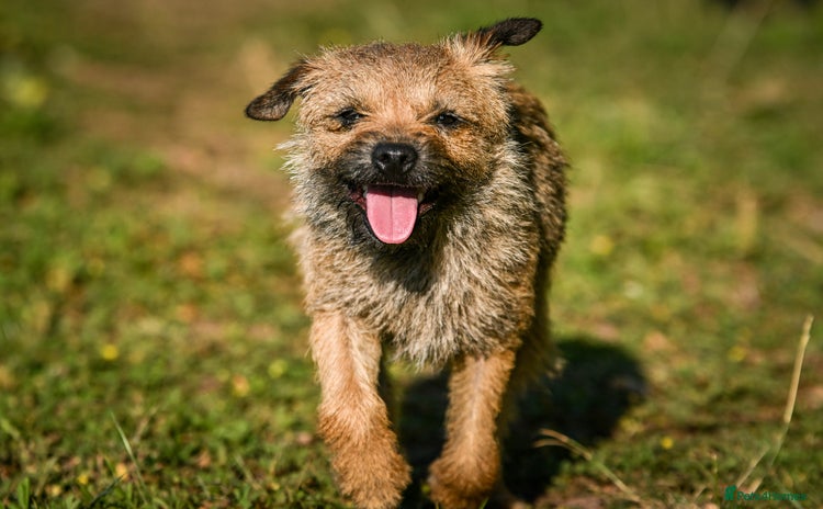 Border Terrier dogs - Advert 1