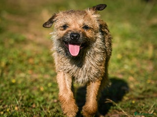Border Terrier dogs for sale - Advert 1