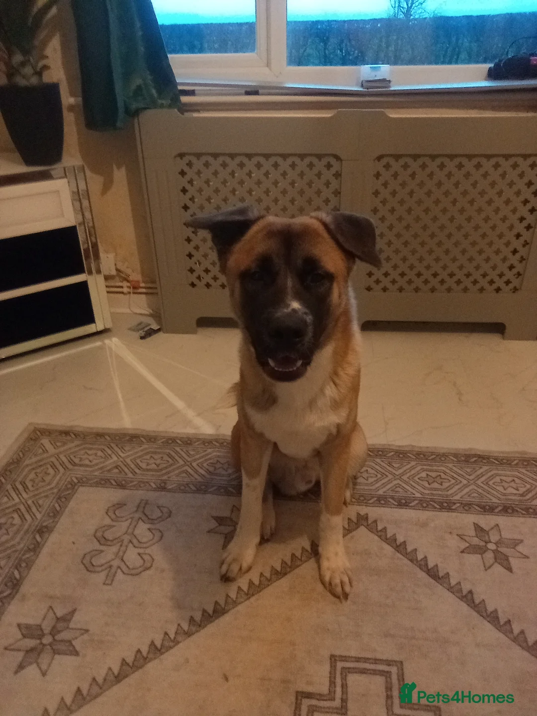 Mixed Breed dogs for sale: BEAUTIFUL 7 MOTHS OLD AMERICAN AKITA  - Advert 6