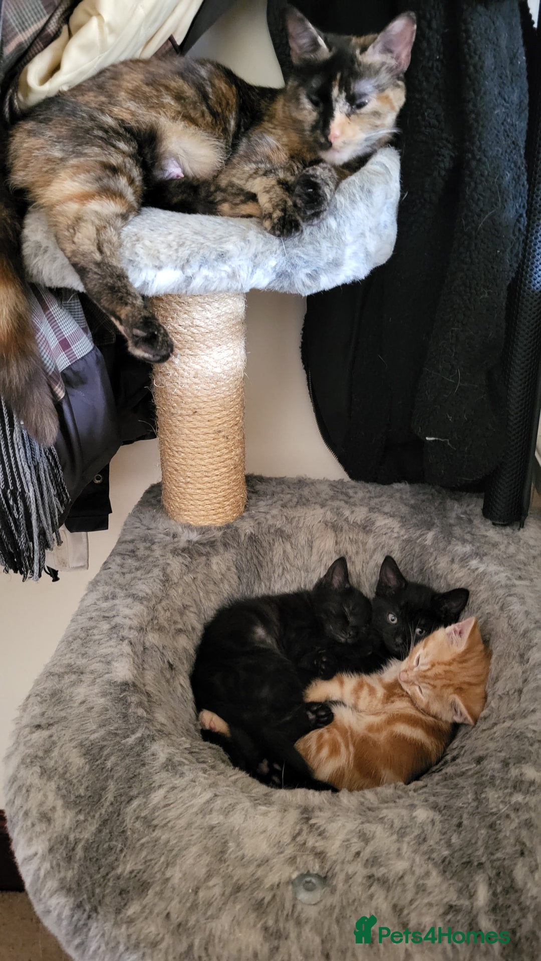 Mixed Breed cats for sale: Mixed breed kittens - Image 5